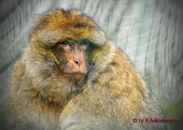 Tierpark Blättelborn - Merzig